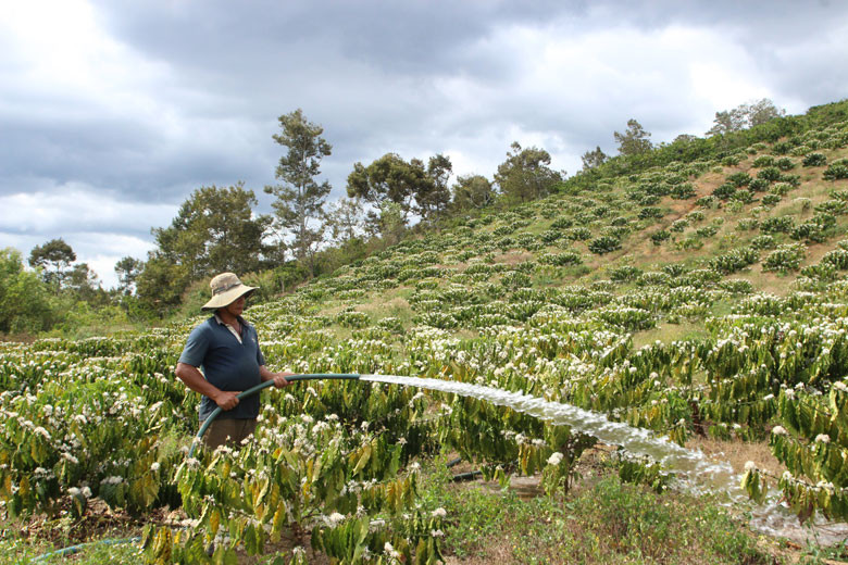 Nông dân Di Linh với một mùa hoa cà phê trắng ngọc, trắng ngà