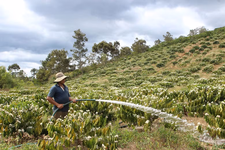 Nông dân Di Linh với một mùa hoa cà phê trắng ngọc, trắng ngà