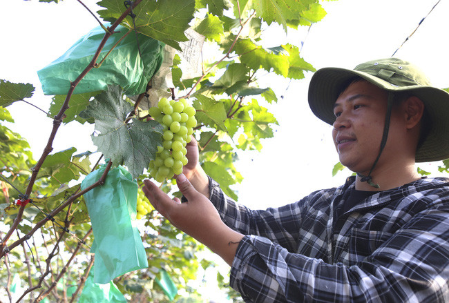  Anh Phạm Ngọc Hải (xã Đồng Du, huyện Bình Lục, tỉnh Hà Nam) đã mạnh dạn đầu tư 5.000 gốc nho. Ảnh: Hồng Nhân