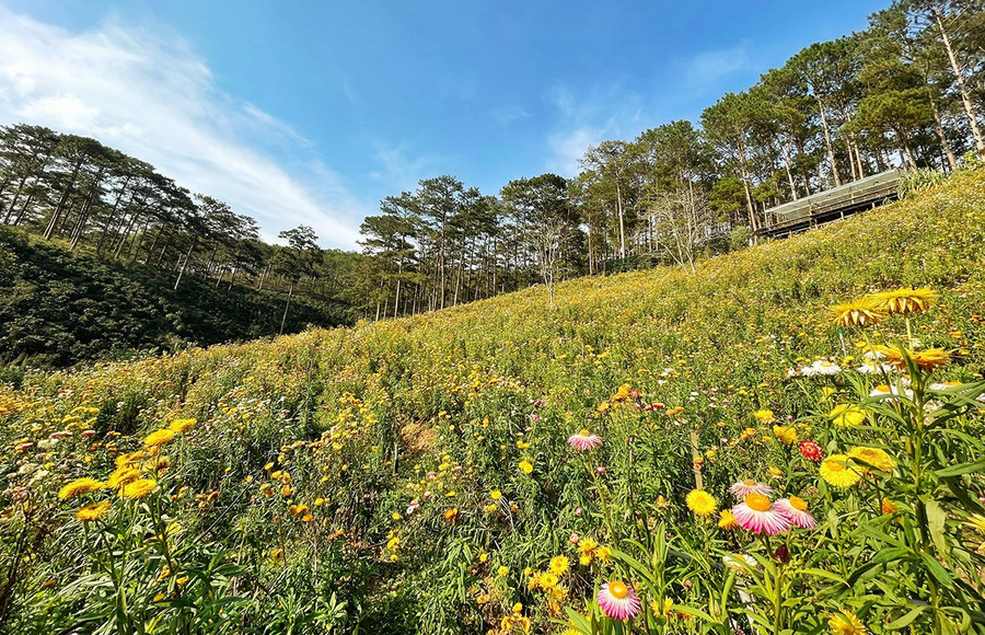 Bạt ngàn rừng hoa bất tử. TIỂU QUYÊN