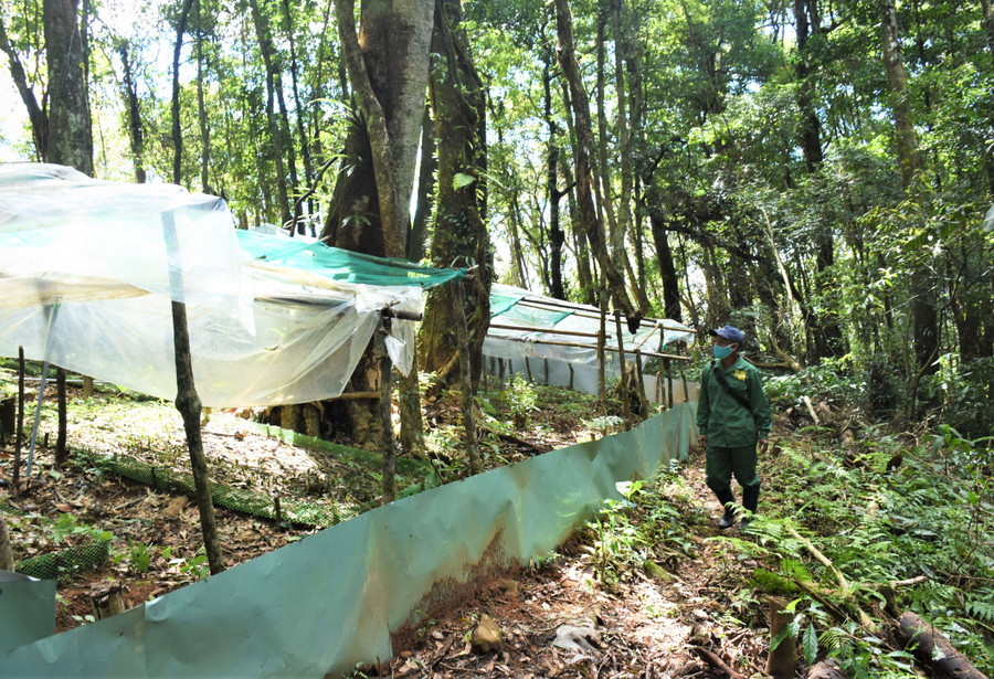  Người dân thường xuyên đi tuần tra, bảo vệ vườn sâm