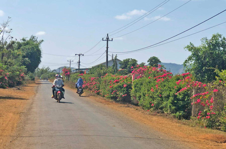 Những con đường về làng rực rỡ sắc hoa. Ảnh: Anh Huy Những tuyến đường rực rỡ hoa giấy. Ảnh: Anh Huy