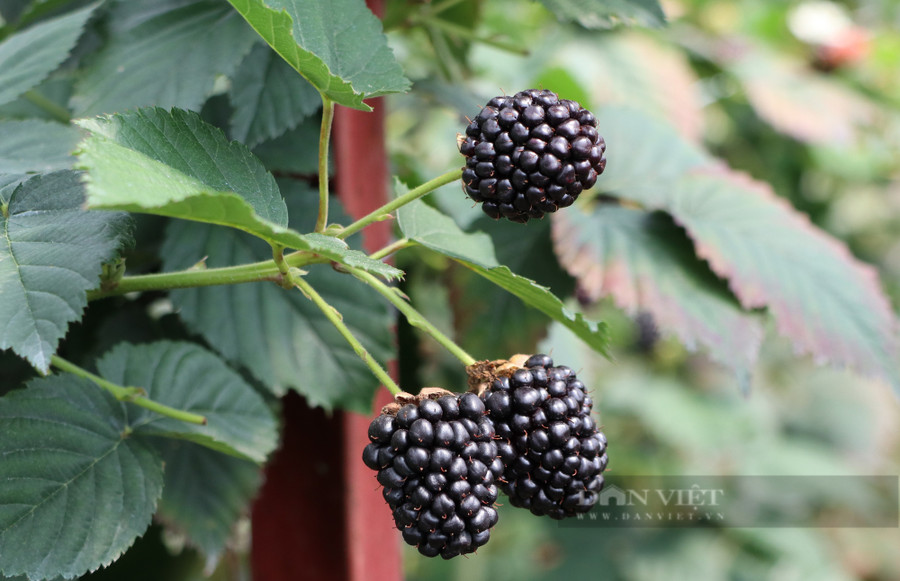 Những quả phúc bồn tử chín đen trong khu vườn của ông Nam được du khách đến và thi hoạch tận tay và trải nghiệm cảm giác làm nông dân thực thụ. Ảnh: Văn Long.