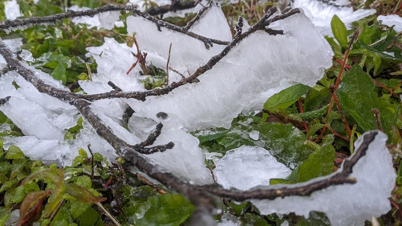Lớp băng phủ khá dày trên các cành cây.