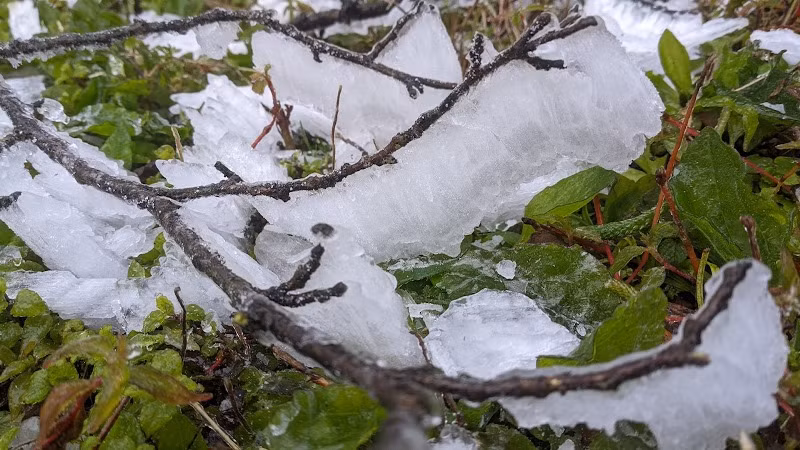 Lớp băng phủ khá dày trên các cành cây.