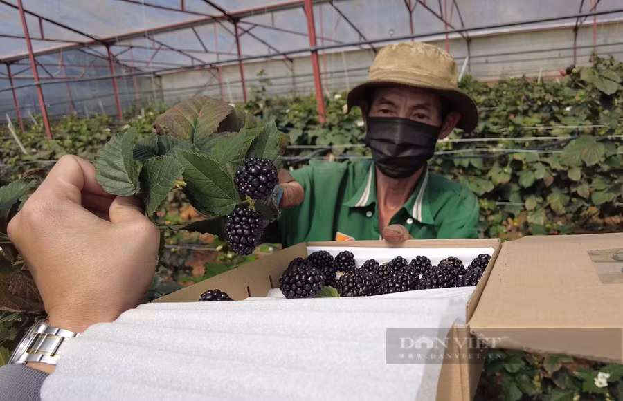"Tôi và giám đốc của Công ty TNHH Trang trại Langbiang là hàng xóm lâu năm. Trong quá trình trao đổi, tôi có hướng muốn làm thêm du lịch trải nghiệm cho khách tham quan khi đến Đà Lạt. Vì vậy, tôi đã quyết định trồng phúc bồn tử rồi liên kết với công ty Langbiang để tiêu thụ sản phẩm...", ông Nguyễn Nam chia sẻ. Ảnh: Văn Long.