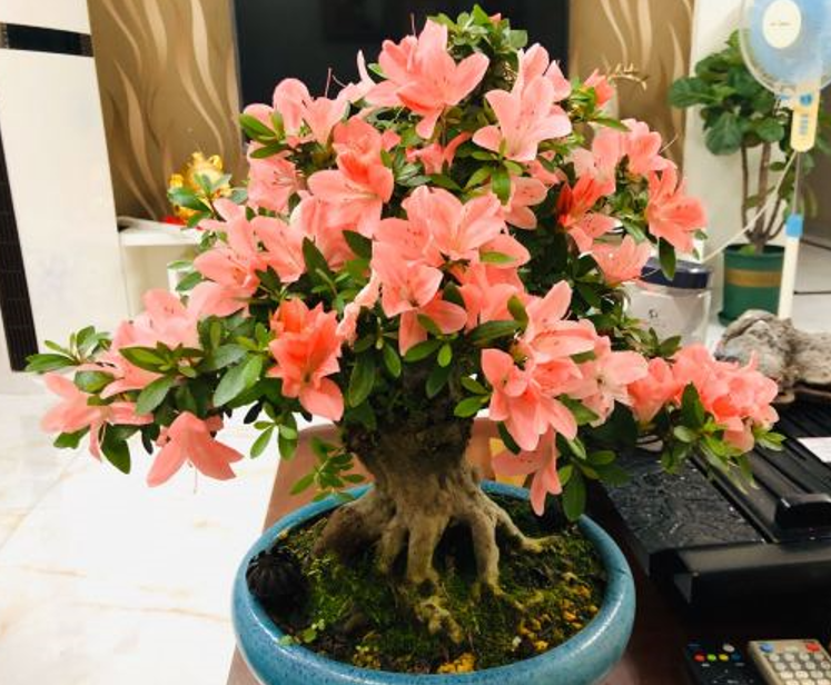  Muốn cây cảnh ra hoa nhiều và rực rỡ cần bón phân đúng lúc