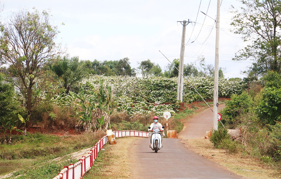  Rẫy cà phê rộ bông khoe sắc trong những ngày đầu xuân Nhâm Dần báo hiệu thêm vụ mùa bội thu. Ảnh: Quang Tấn
