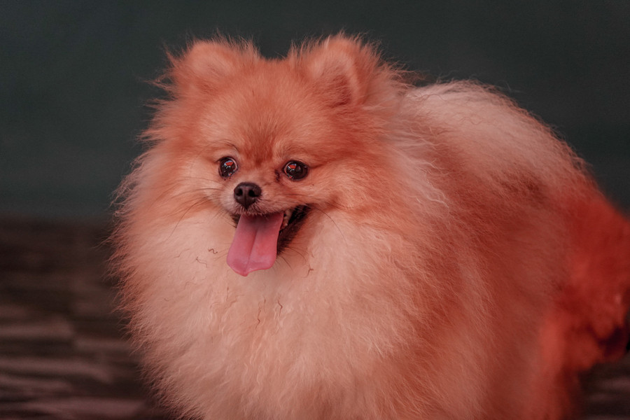 Một con chó Phốc sóc xinh đẹp tại trại nuôi của anh Khang. Ảnh: Duy Tân