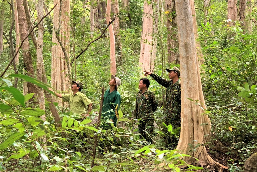 Các loại gỗ quý hiếm này luôn được lực lượng quản lý, bảo vệ rừng Khu Bảo tồn thiên nhiên Ea Sô ngày đêm canh giữ, kể cả ngày Tết, ngày nghỉ lễ.