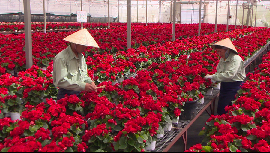 Kế hoạch đến năm 2025 toàn tỉnh Lâm Đồng sẽ sản xuất khoảng 500 triệu chậu hoa cao cấp các loại. Ảnh: Lâm Viên Kế hoạch đến năm 2025 toàn tỉnh Lâm Đồng sẽ sản xuất khoảng 500 triệu chậu hoa cao cấp các loại. Ảnh: Lâm Viên