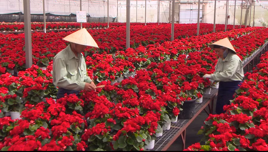 Kế hoạch đến năm 2025 toàn tỉnh Lâm Đồng sẽ sản xuất khoảng 500 triệu chậu hoa cao cấp các loại. Ảnh: Lâm Viên