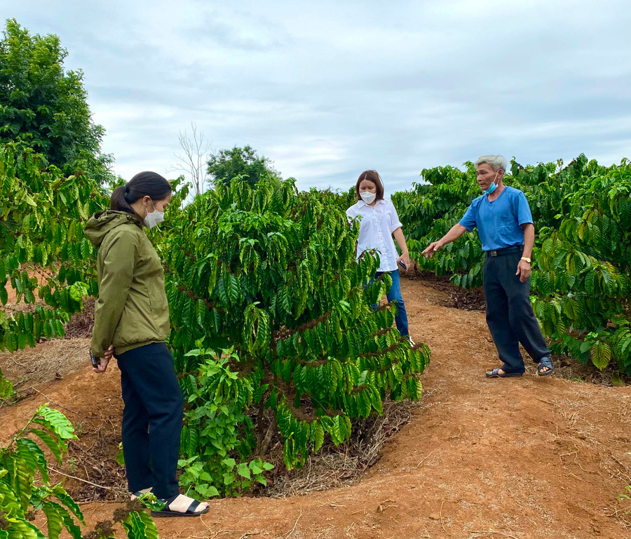 Bên cạnh hỗ trợ cây giống, huyện Chư Prông còn phổ biến kiến thức về kỹ thuật chăm sóc cây cà phê cho nông dân nhằm tăng năng suất. Ảnh: Hà Duy