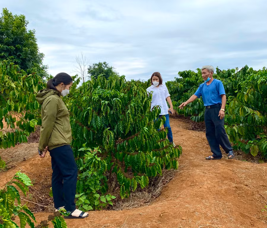 Bên cạnh hỗ trợ cây giống, huyện Chư Prông còn phổ biến kiến thức về kỹ thuật chăm sóc cây cà phê cho nông dân nhằm tăng năng suất. Ảnh: Hà Duy