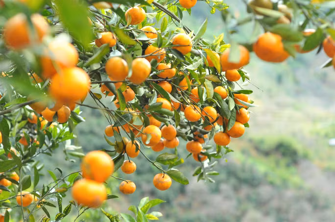 Theo số liệu thống kê từ UBND thị trấn D’Ran hiện có khoảng 32 ha quýt đã cho thu hoạch và gần 8 ha quýt trồng mới.