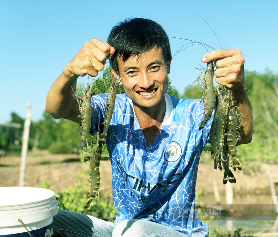 Ở giữa cánh rừng ngập mặn heo hút, vợ chồng anh Dương vẫn miệt mài với ý tưởng của mình, trong đó điều khiến nhiều du khách mê tít là mô hình nuôi tôm sú toàn con to, bự theo hướng thuận tự nhiên dưới tán rừng ngập mặn. Ảnh: M.A