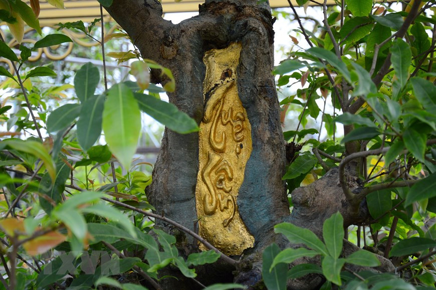 Chữ Tuệ Sâm trên thân cây mai vàng được dát mỏng bằng 9 chỉ vàng. (Ảnh: Nhựt An/TTXVN)