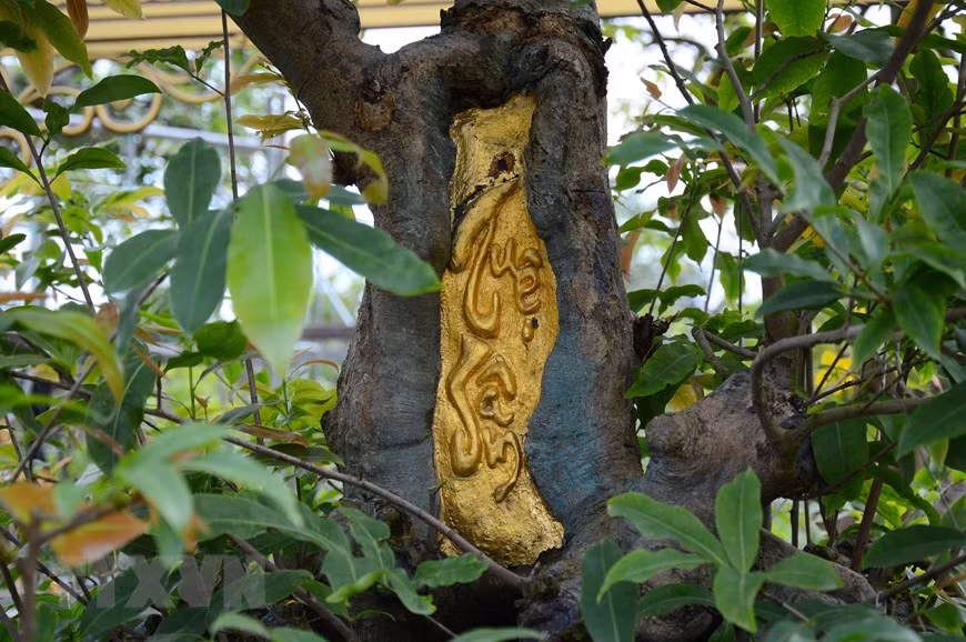 Chữ Tuệ Sâm trên thân cây mai vàng được dát mỏng bằng 9 chỉ vàng. (Ảnh: Nhựt An/TTXVN)