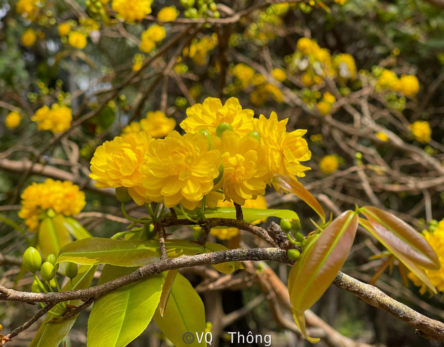 Cây mai có tới 150 cánh hoa trên mỗi bông. Ảnh: Quốc Thông