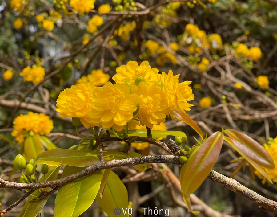 Cây mai có tới 150 cánh hoa trên mỗi bông. Ảnh: Quốc Thông