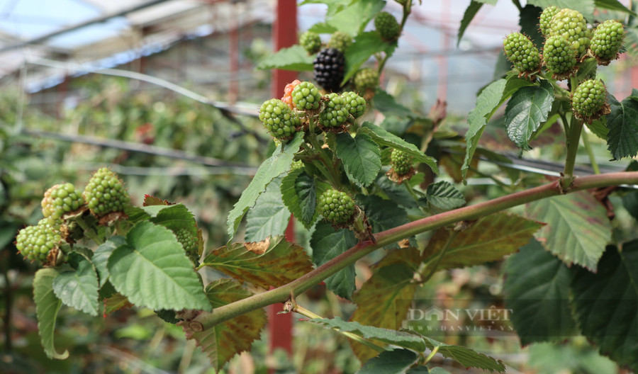 Những cành phúc bồn tử sai trĩu quả trong vườn của lão nông Đà Lạt. Ảnh: Văn Long.