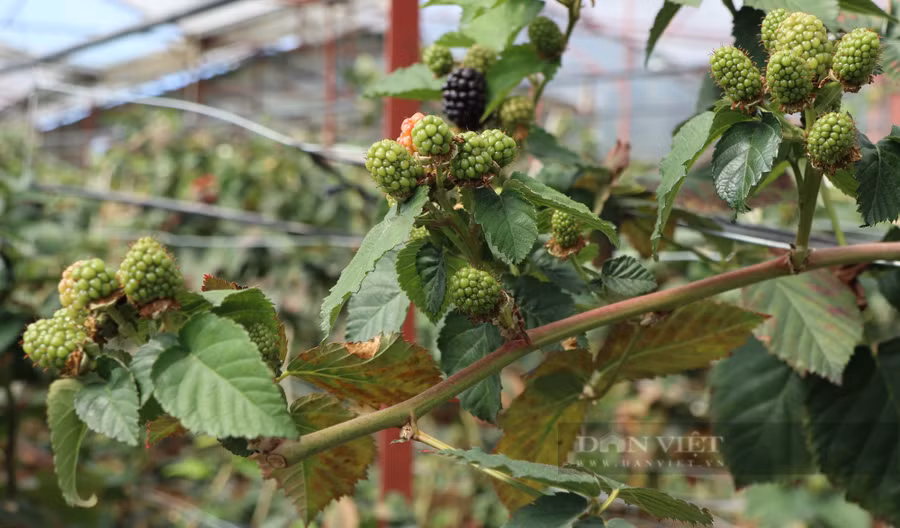 Những cành phúc bồn tử sai trĩu quả trong vườn của lão nông Đà Lạt. Ảnh: Văn Long.