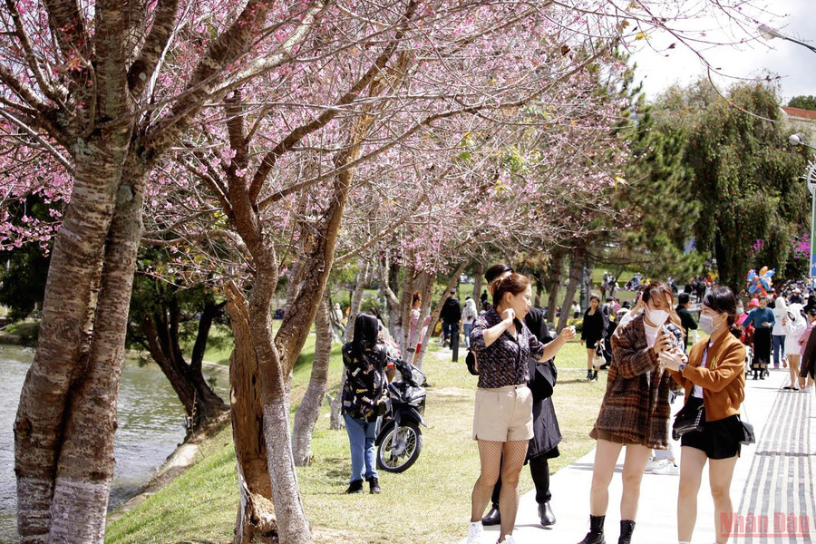 Du khách trải nghiệm cùng mai anh đào Đà Lạt.