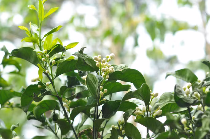 Hoa quýt bắt đầu nở vào khoảng tháng 2 âm lịch và đến cuối năm mới cho thu hoạch.