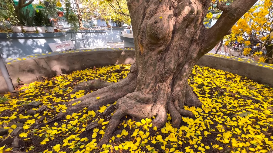 Cây mai gần 200 năm tuổi có bề hoành gốc 1,4 m. Ảnh: Duy Tân