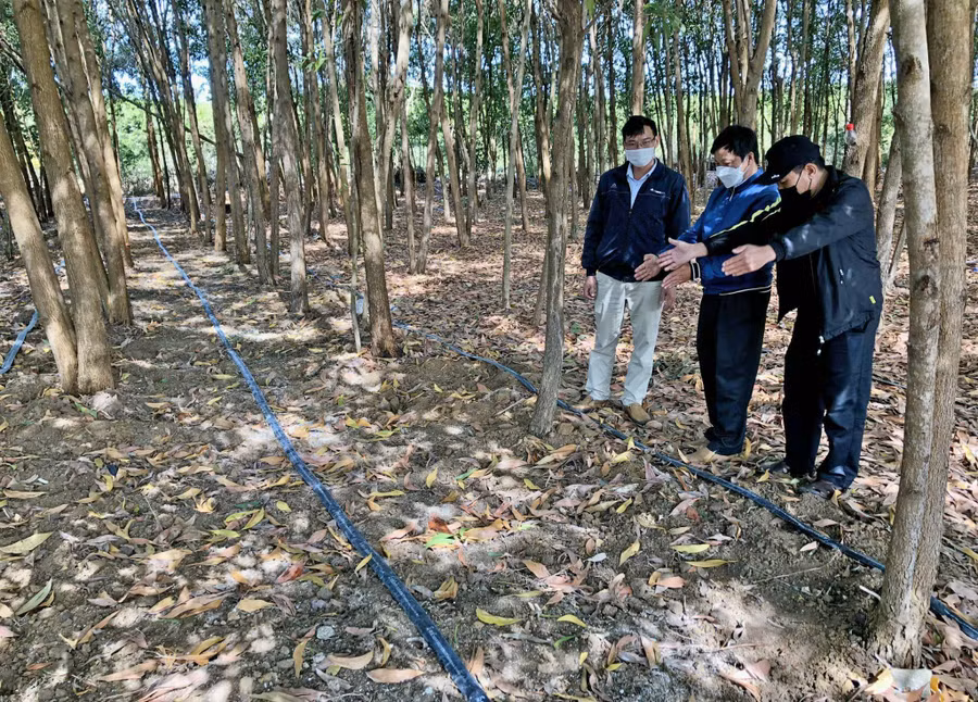 Nấm linh chi đỏ được trồng trực tiếp xuống đất, giữa hàng keo lai. Ảnh: Lê Nam