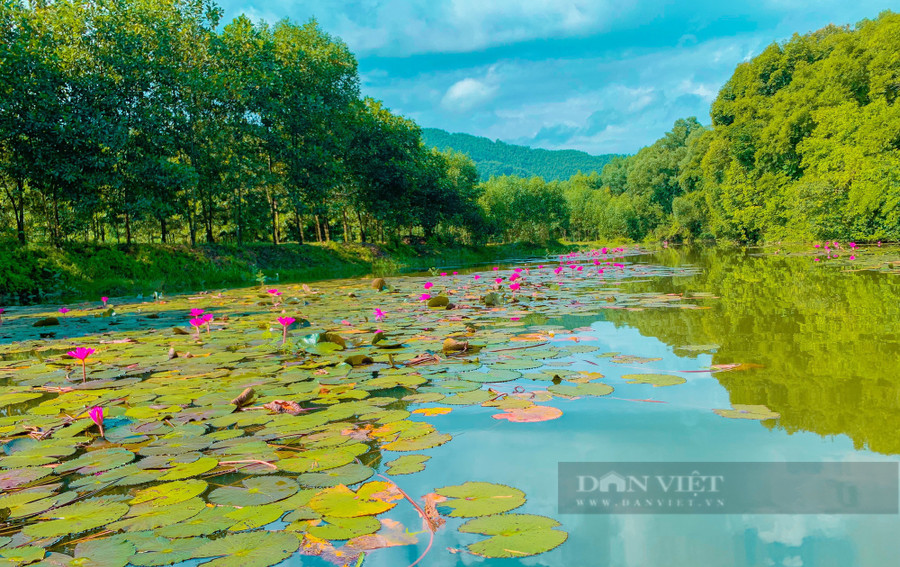 Du lịch Thái Nguyên: Hoa súng nở rộ trên mặt hồ tạo cảnh quan thiên nhiên tuyệt đẹp. Ảnh: Hà Thanh