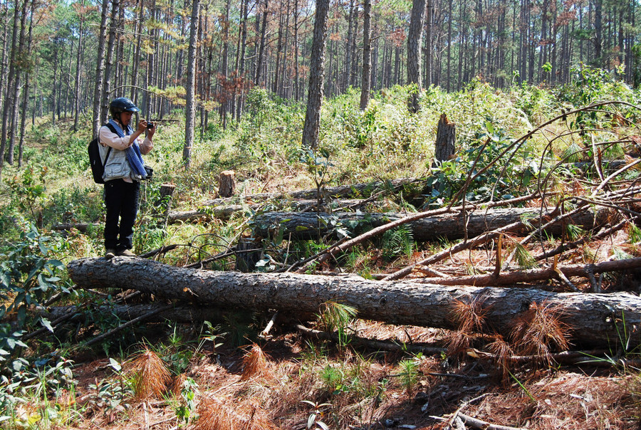 Rừng thuộc dự án của Công ty TNHH Thành Văn (H.Lạc Dương) bị phá năm 2011 GIA BÌNH