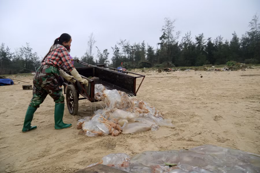 Sứa biển được đổ ra bãi cát để ráo nước, chờ sơ chế. Ảnh: Phạm Đức