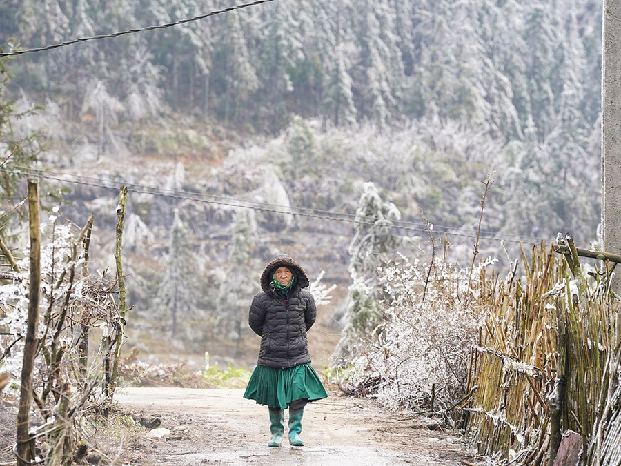 Người dân thôn Lùng Vần Chải (Xín Cái) đi thăm vườn rau bị ảnh hưởng bởi băng giá. Ảnh: Độc Lập