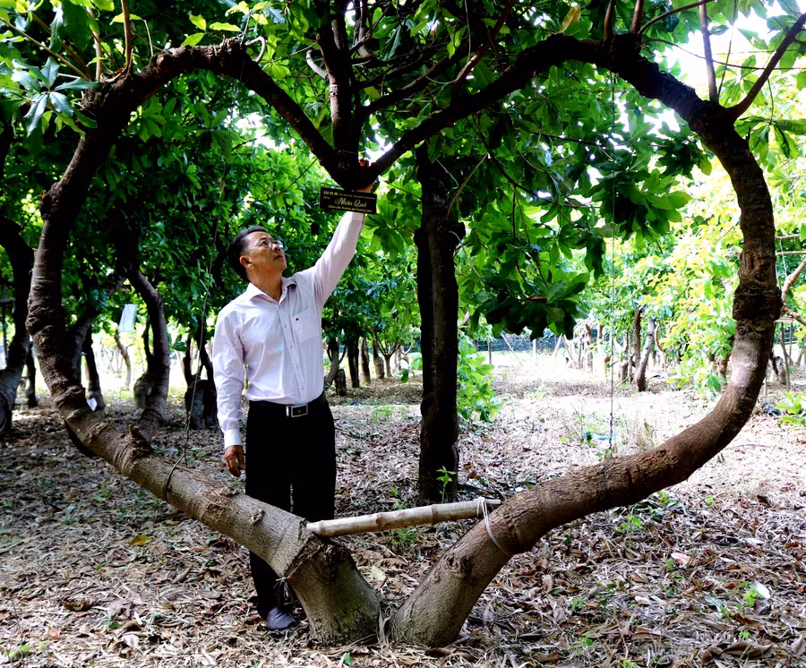 Cây Vô ưu được tạo dáng nhân quả theo triết lý nhà Phật. Ảnh: Thiện Nhân Cây Vô ưu được tạo dáng nhân quả theo triết lý nhà Phật. Ảnh: Thiện Nhân