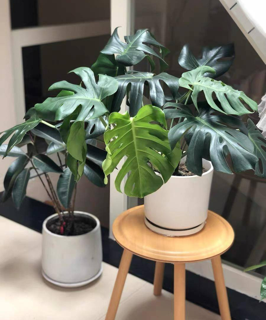  Phân bón nước thường được dùng cho cây cảnh chỉ ra lá