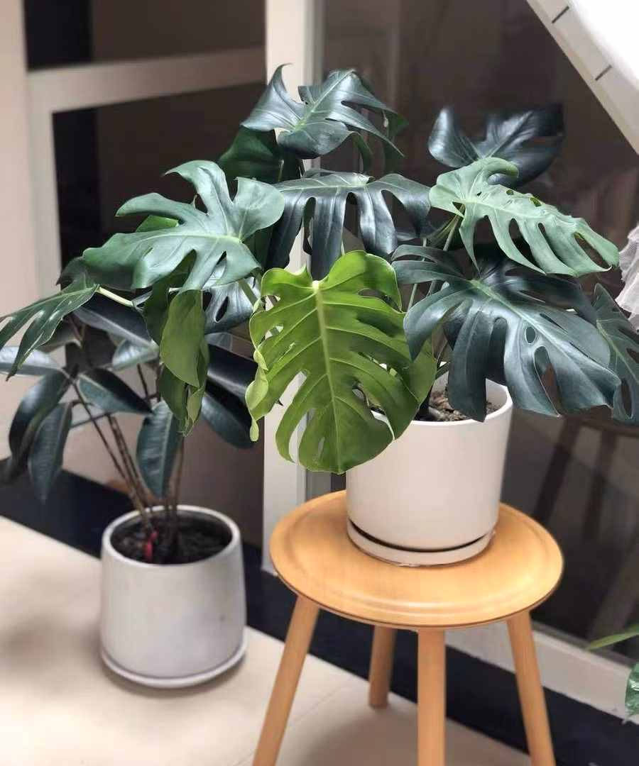  Phân bón nước thường được dùng cho cây cảnh chỉ ra lá