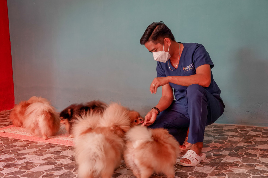 Chó được tự do vui chơi trong phòng lạnh với nhiệt độ từ 20 - 23 độ C. Ảnh: Duy Tân