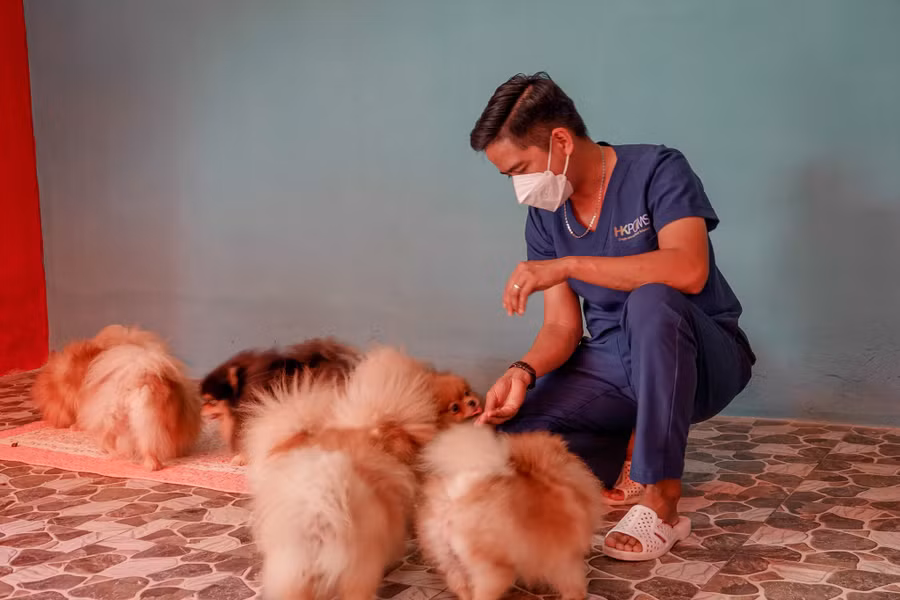 Chó được tự do vui chơi trong phòng lạnh với nhiệt độ từ 20 - 23 độ C. Ảnh: Duy Tân