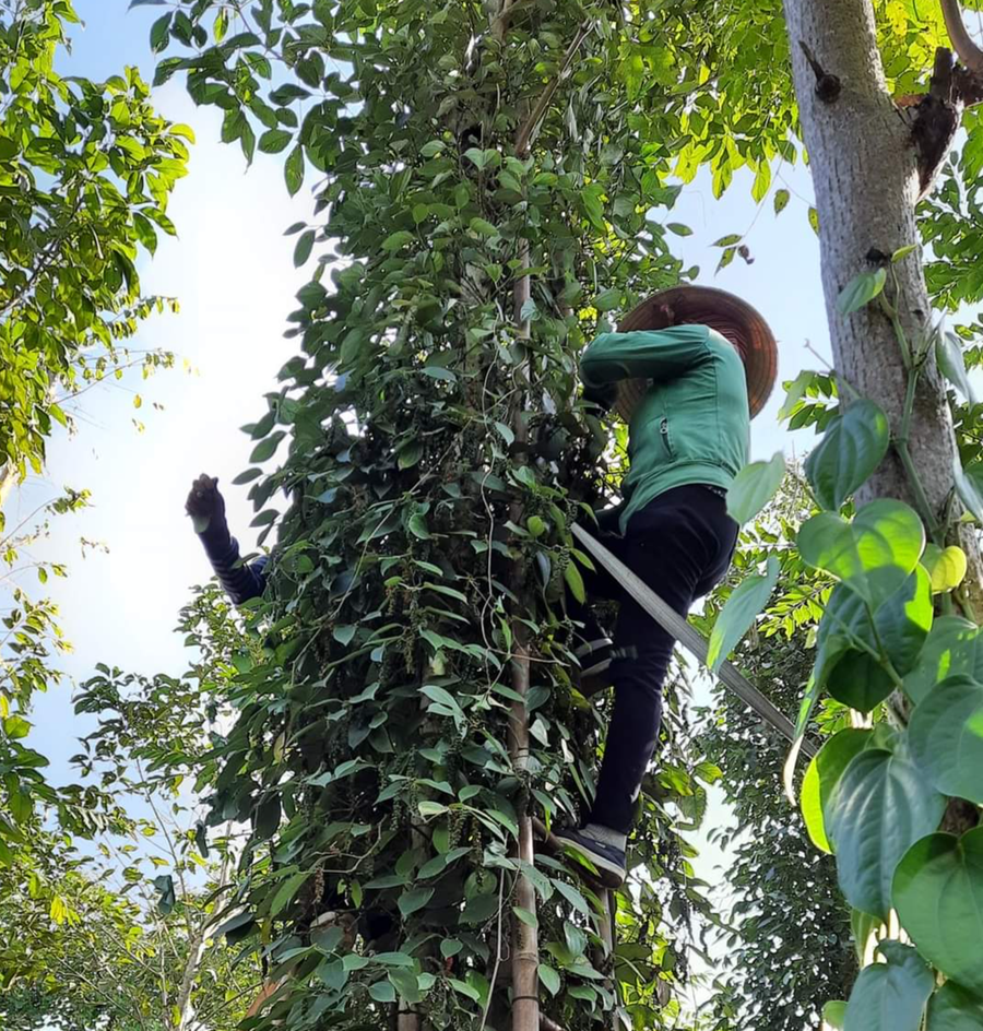  Các vùng trồng hồ tiêu đang chuẩn bị bước vào vụ thu hoạch, kỳ vọng giá bán sẽ hồi phục tốt. Ảnh: Quang Thuần