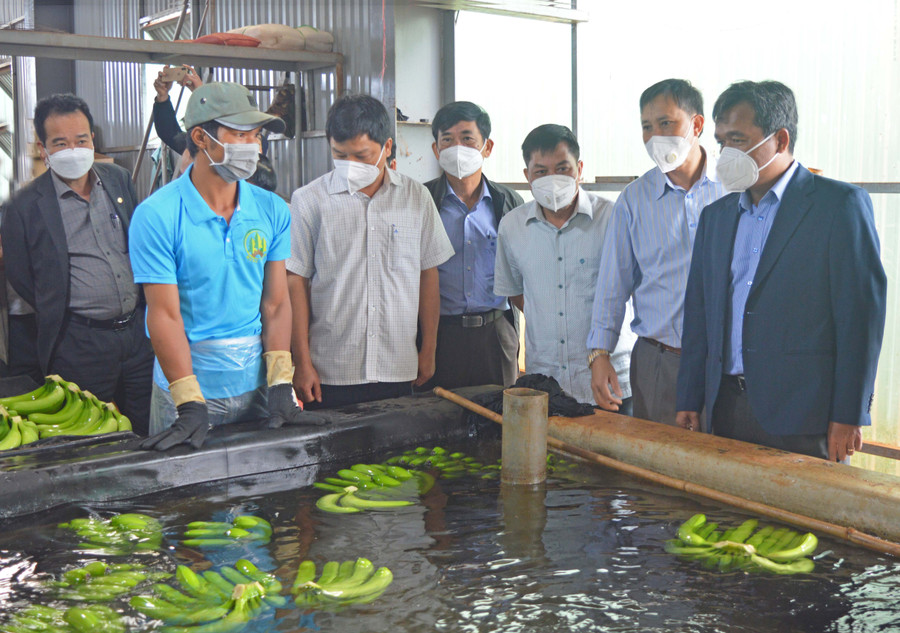 Bí thư Tỉnh ủy thăm khu vực đóng gói chuối của Công ty. Ảnh: Anh Huy
