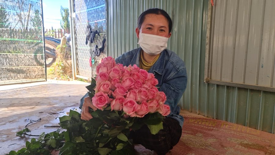 Chị Nguyễn Thị Thủy bên những cành hoa hồng mới cắt từ vườn đưa về nhà để giao cho thương lái. Ảnh: Văn Long.