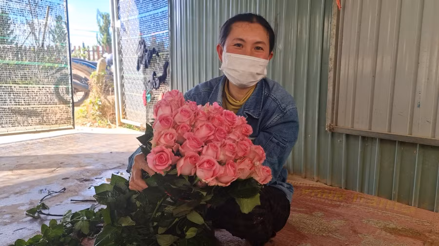 Chị Nguyễn Thị Thủy bên những cành hoa hồng mới cắt từ vườn đưa về nhà để giao cho thương lái. Ảnh: Văn Long.
