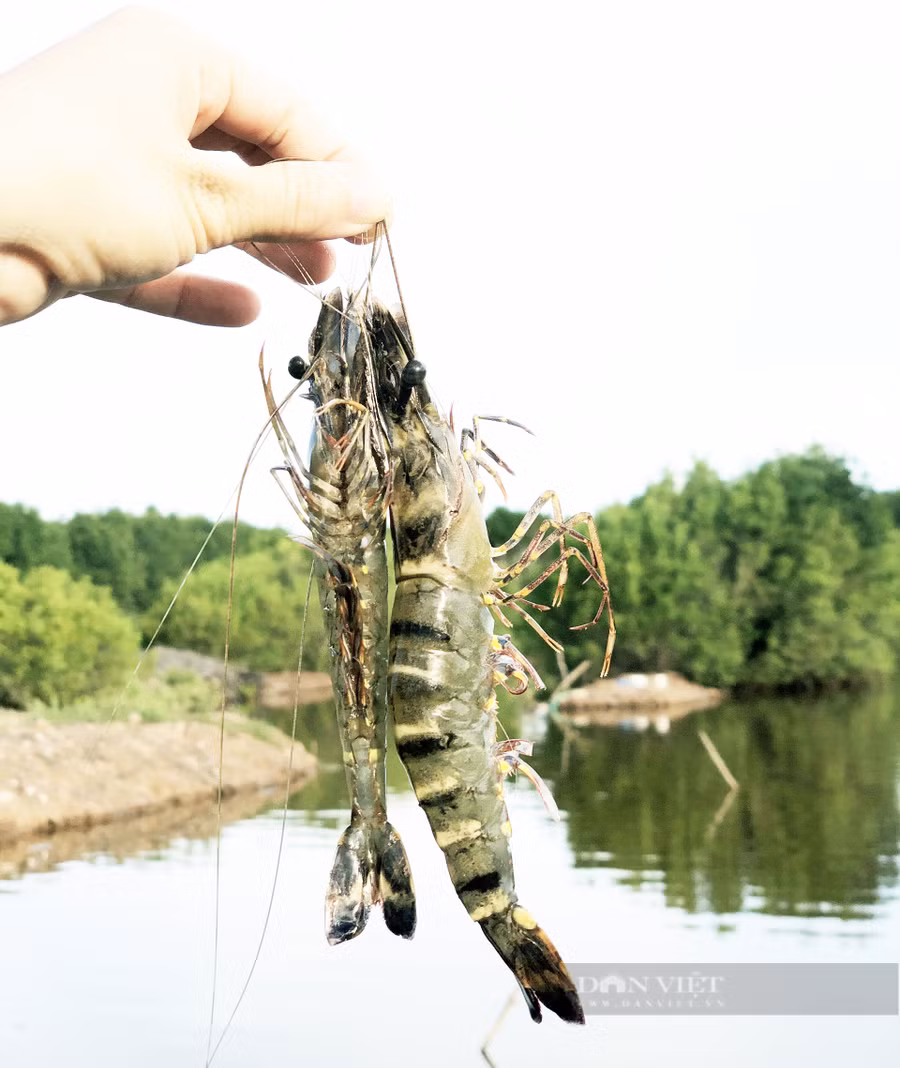 Những trải nghiệm dân dã ở Nông trại tôm khỏe khiến du khách thấy thú vị, trong đó có việc bắt tôm sú, chế biến tôm sú tại xã Vĩnh Hậu A, huyện Hòa Bình, tỉnh Bạc Liêu. Ảnh: M.A