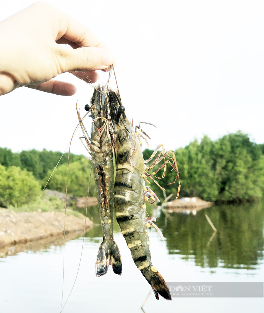 Những trải nghiệm dân dã ở Nông trại tôm khỏe khiến du khách thấy thú vị, trong đó có việc bắt tôm sú, chế biến tôm sú tại xã Vĩnh Hậu A, huyện Hòa Bình, tỉnh Bạc Liêu. Ảnh: M.A