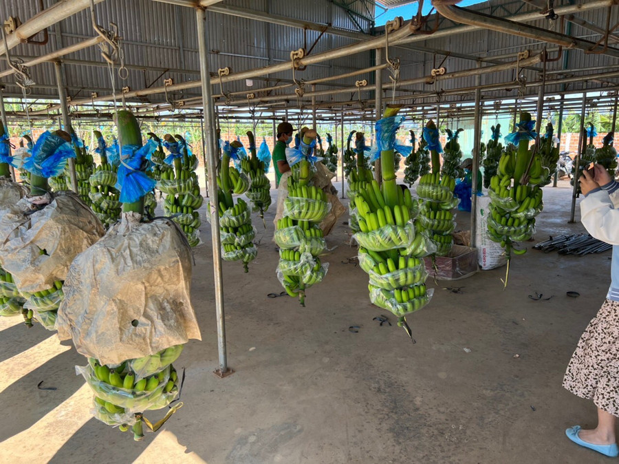 "Về xuất khẩu chuối ở Việt Nam tôi đứng thứ hai thì không ai đứng thứ nhất". Ảnh: HAG