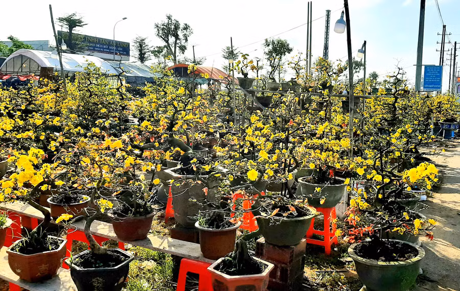 Một điểm bán mai tết tại P.Bình Định, TX.An Nhơn. Ảnh: Minh Lê