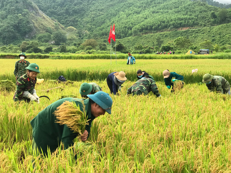 Cán bộ, chiến sĩ, công nhân Đoàn kinh tế-Quốc phòng 79 gặp lúa giúp nhân dân khi dịch Covid-19 bùng phát trên địa bàn. Ảnh: Vĩnh Hoàng