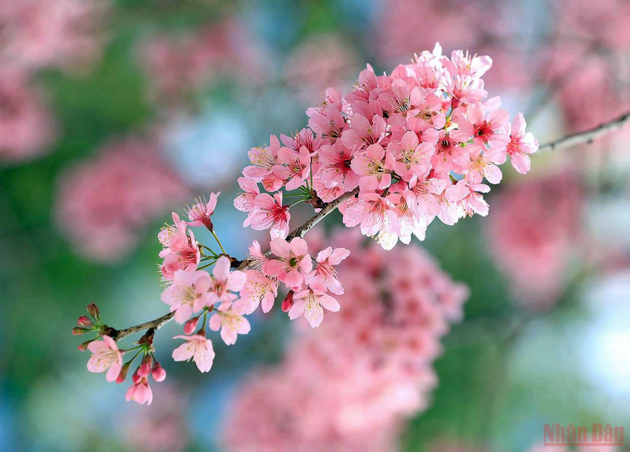 Nồng nàn sắc xuân.