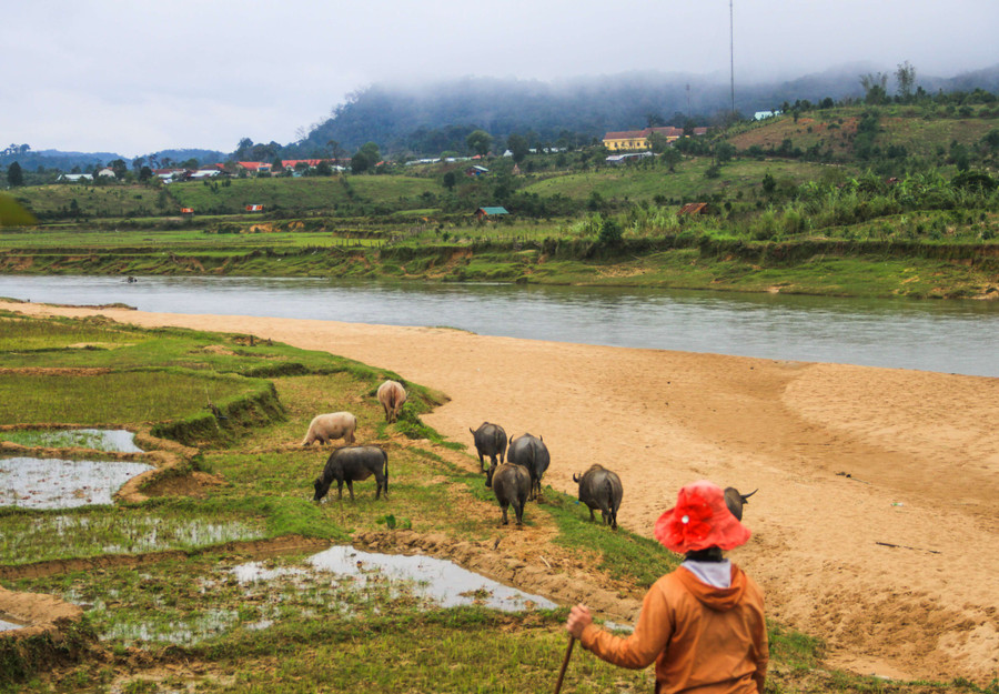 Con trâu trắng chỉ chiếm số ít trong đàn nhưng luôn dẫn đầu về năng suất làm việc